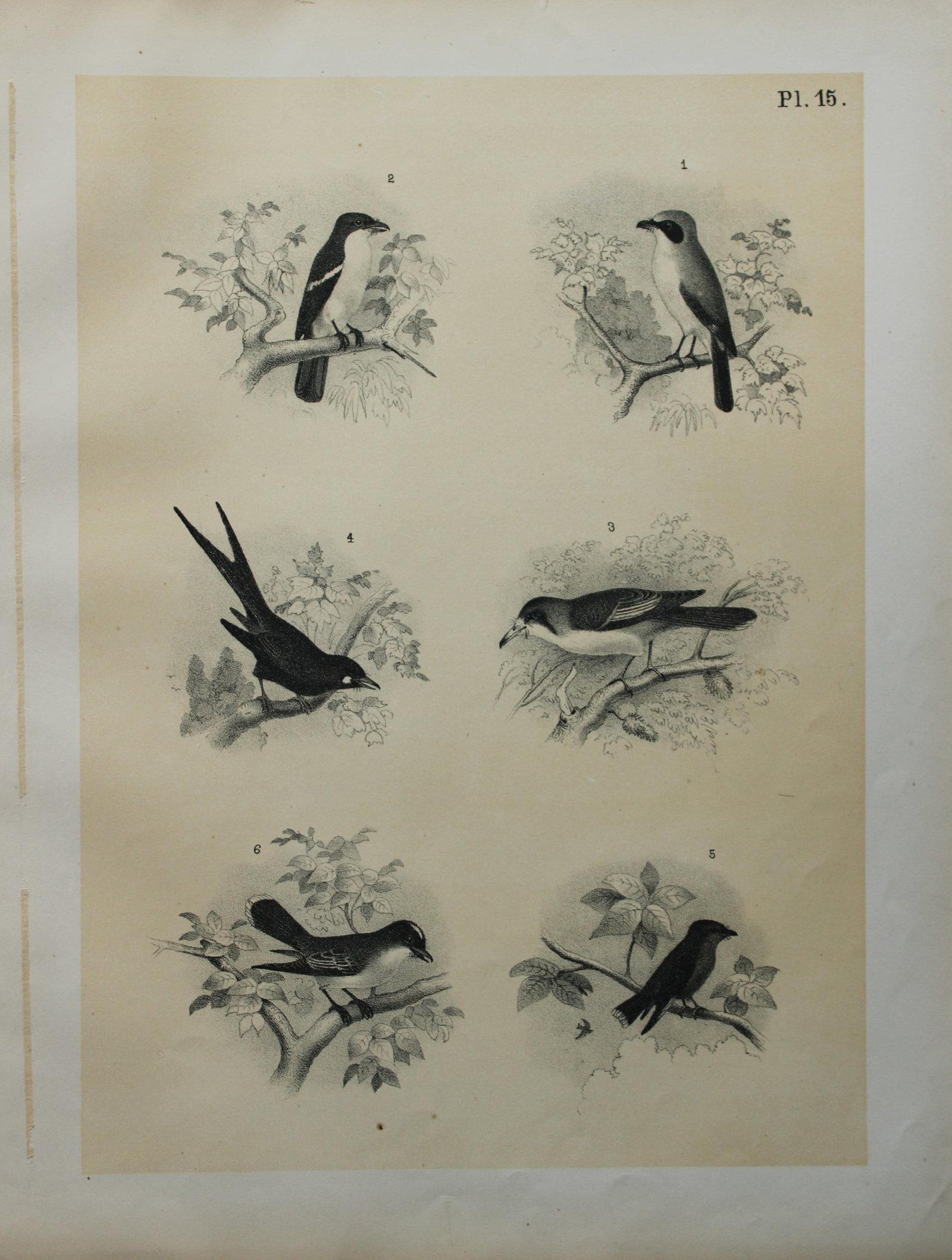 Theodore Jasper - Turkey Buzzard and Hawk and Great Horned Owls 1878: This chromolithographic plate was drawn by Theodore Jasper and is from Ornithology or The Science of Birds. Published by by Jacob H Studer and Co, Ohio 1878.