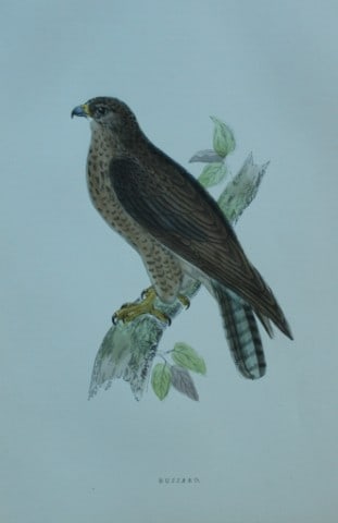 Rev FO Morris - Hand coloured engraving of Buzzard 1870: This hand coloured woodblock engraving is from A History of British Birds by the Rev FO Morris. Published by George Bell and Sons, London 1870.The beautifully hand-coloured illustrations were drawn by