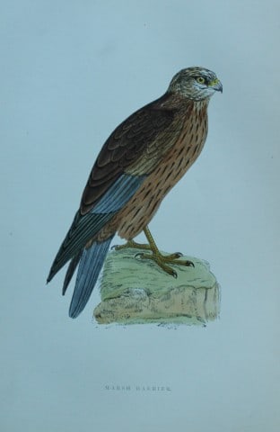 Rev FO Morris - Hand coloured engraving of Marsh Harrier 1870: This hand coloured woodblock engraving is from A History of British Birds by the Rev FO Morris. Published by George Bell and Sons, London 1870.The beautifully hand-coloured illustrations were drawn by