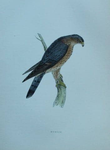 Rev FO Morris - Hand coloured engraving of Merlin 1870: This hand coloured woodblock engraving is from A History of British Birds by the Rev FO Morris. Published by George Bell and Sons, London 1870.The beautifully hand-coloured illustrations were drawn by