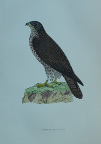 Rev FO Morris - Hand coloured engraving of Honey Buzzard 1870: This hand coloured woodblock engraving is from A History of British Birds by the Rev FO Morris. Published by George Bell and Sons, London 1870.The beautifully hand-coloured illustrations were drawn by