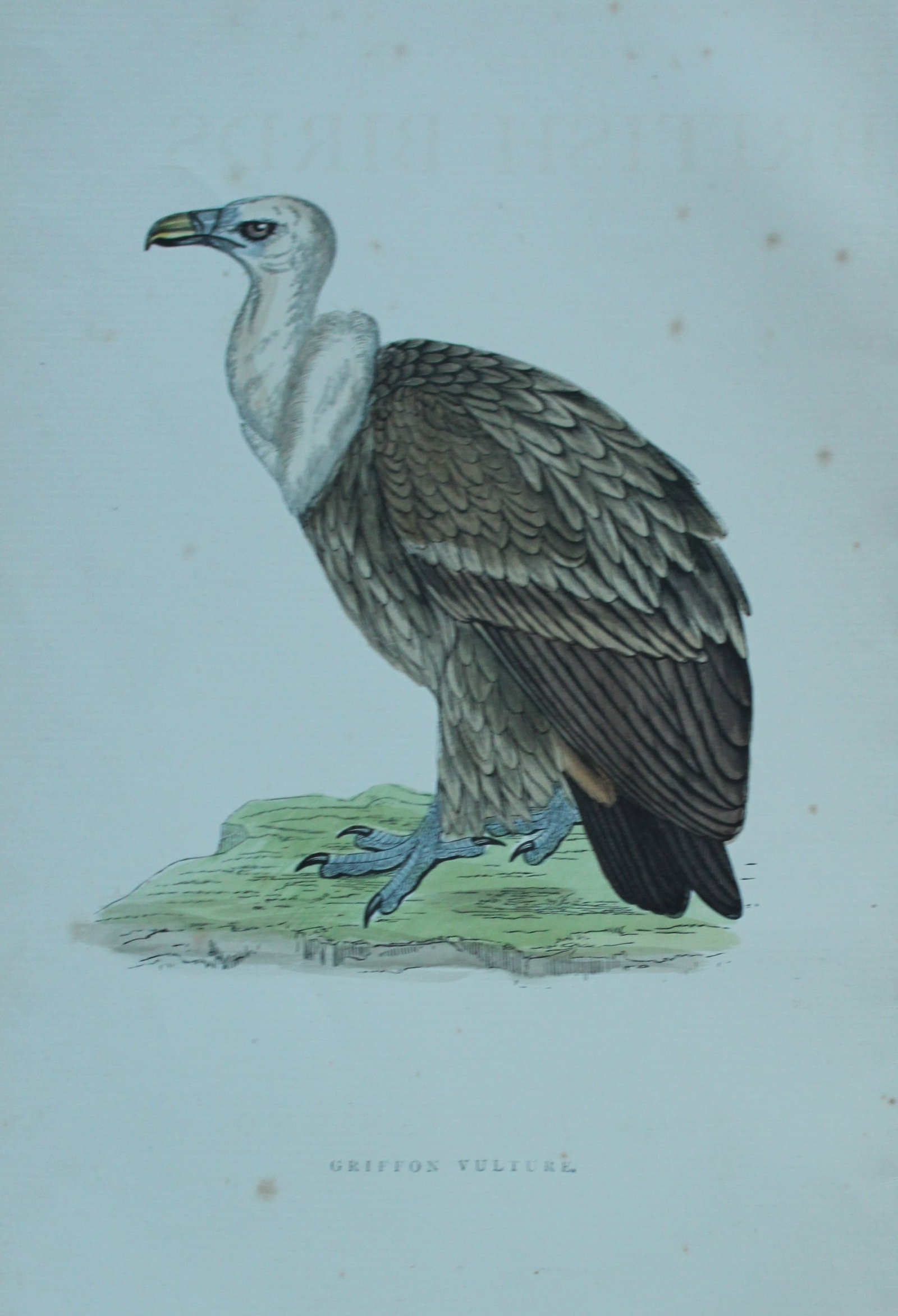 Rev FO Morris - Hand coloured engraving of Griffon Vulture 1870: This hand coloured woodblock engraving is from A History of British Birds by the Rev FO Morris. Published by George Bell and Sons, London 1870.The beautifully hand-coloured illustrations were drawn by