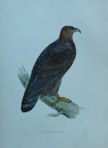 Rev FO Morris - Hand coloured engraving of Golden Eagle 1870: This hand coloured woodblock engraving is from A History of British Birds by the Rev FO Morris. Published by George Bell and Sons, London 1870.The beautifully hand-coloured illustrations were drawn by