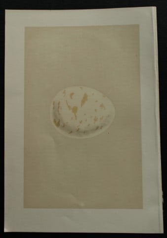 Rev FO Morris - Antique print of Eggs of the Erne 1875: This antique chromolithograph print is from A Natural History of the Nests and Eggs of British Birds by the Rev. F.O. Morris. Published by George Bell and Sons, London 1875. Second edition.Drawn and e