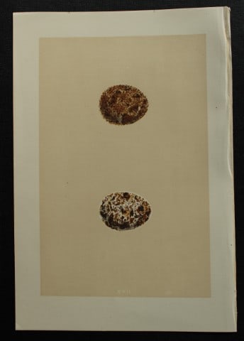 Rev FO Morris - Antique print of Eggs of the Kestrel 1875: This antique chromolithograph print is from A Natural History of the Nests and Eggs of British Birds by the Rev. F.O. Morris. Published by George Bell and Sons, London 1875. Second edition.Drawn and e