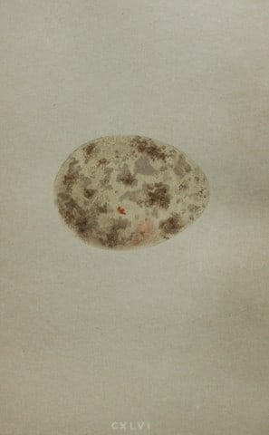 Rev FO Morris - Antique print of Eggs of the Great Bustard 1875: This antique chromolithograph print is from A Natural History of the Nests and Eggs of British Birds by the Rev. F.O. Morris. Published by George Bell and Sons, London 1875. Second edition.Drawn and e