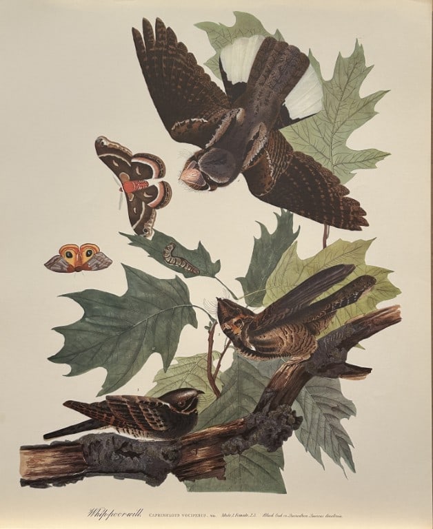 JJ Audubon - Whippoorwill 1964 (1 of 1)