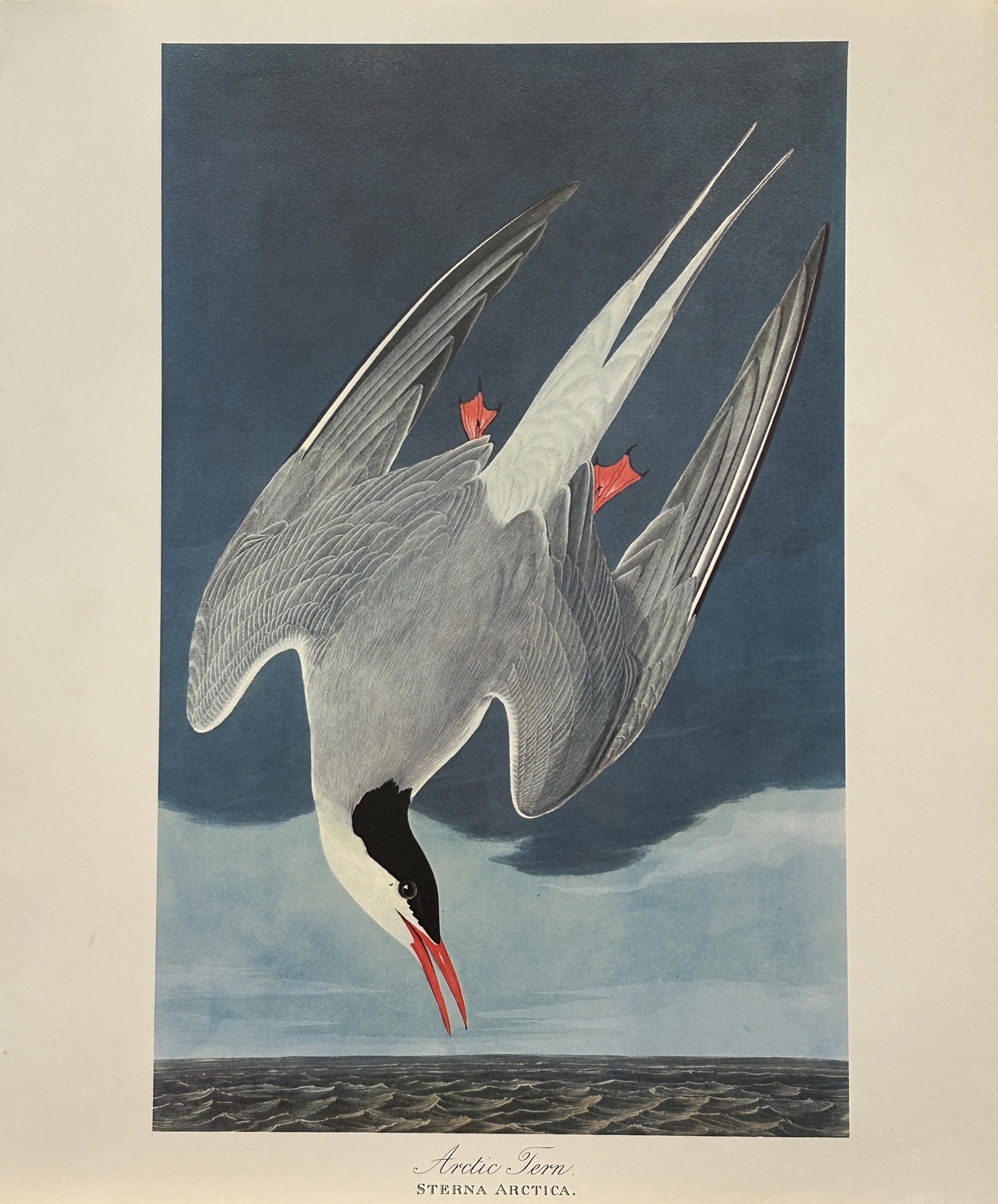 JJ Audubon - Arctic Tern 1964 (1 of 1)