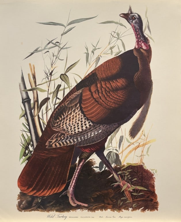 JJ Audubon - Wild Turkey 1964 (1 of 1)