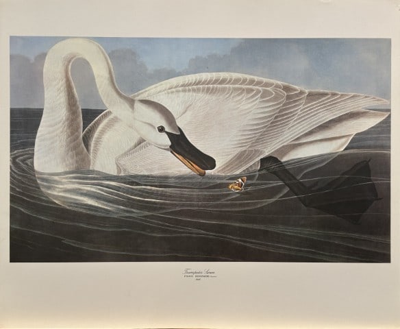 JJ Audubon - Trumpeter Swan 1964 (1 of 1)