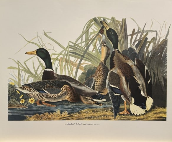 JJ Audubon - Mallard Duck 1964: Vintage print by John James Audubon from the The Audubon Portfolio by George Dock Jr.Size: 14in x 17in (36cm x 44 cm)
