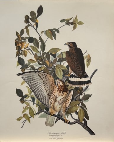 JJ Audubon - Broad-winged Hawk 1964 (1 of 1)