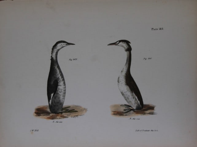 James E DeKay - Plate CXL The Horned Grebe and The Crested Grebe 1844: This original and striking 19th century engraving, drawn mostly from living specimens, have been superbly hand painted by professional colourists.James E. DeKay (1792 ? 1851) was an American zoologist