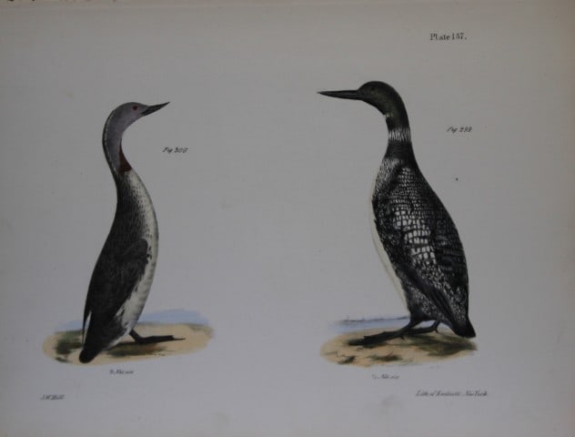 James E DeKay - Plate CXXXVII The Great Loon and The Red-throated Loon 1844 (1 of 1)