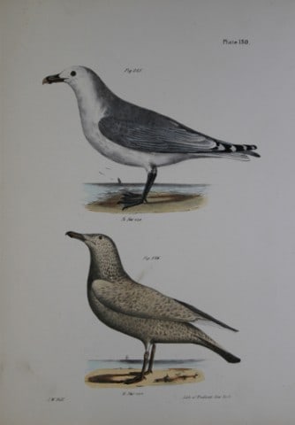 James E DeKay - Plate CXXX The Common American Gull and The Winter Gull 1844: This original and striking 19th century engraving, drawn mostly from living specimens, have been superbly hand painted by professional colourists.James E. DeKay (1792 ? 1851) was an American zoologist