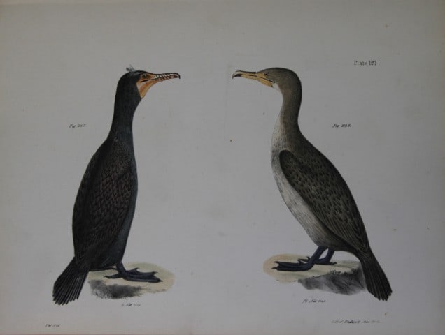 James E DeKay - Plate CXXI The Double-crested Cormorant, young and adult 1844: This original and striking 19th century engraving, drawn mostly from living specimens, have been superbly hand painted by professional colourists.James E. DeKay (1792 ? 1851) was an American zoologist