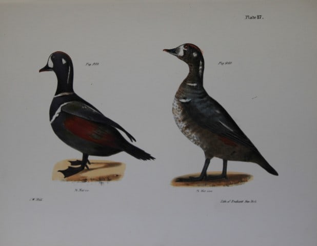 James E DeKay - Plate CXVII The Harlequin Duck, adult and young 1844: This original and striking 19th century engraving, drawn mostly from living specimens, have been superbly hand painted by professional colourists.James E. DeKay (1792 ? 1851) was an American zoologist