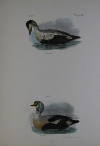 James E DeKay - Plate CXIII The Eider Duck and The King Duck 1844: This original and striking 19th century engraving, drawn mostly from living specimens, have been superbly hand painted by professional colourists.James E. DeKay (1792 ? 1851) was an American zoologist