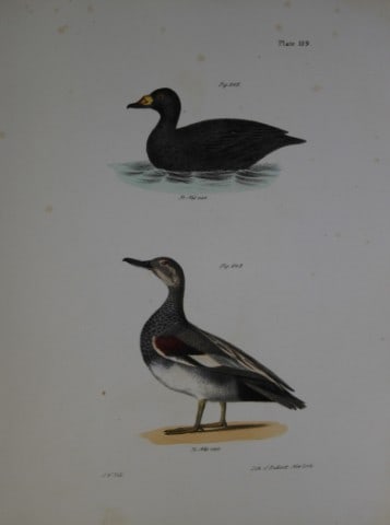 James E DeKay - Plate CIX The Broad-billed Coot and The Grey Duck 1844: This original and striking 19th century engraving, drawn mostly from living specimens, have been superbly hand painted by professional colourists.James E. DeKay (1792 ? 1851) was an American zoologist