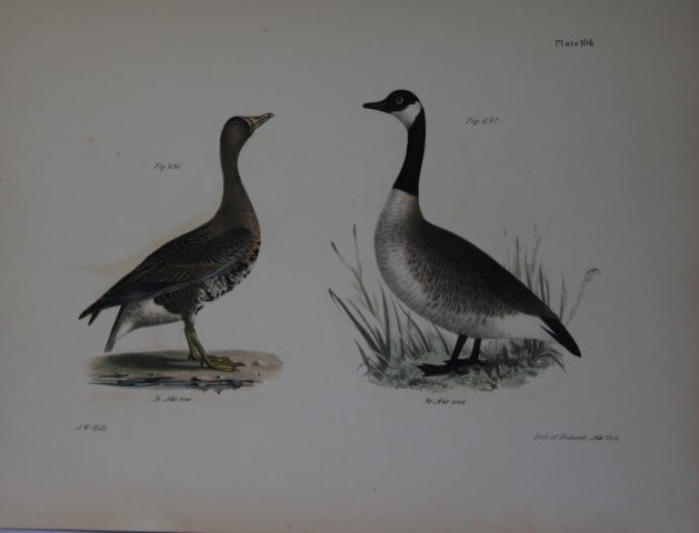 James E DeKay - Plate CVI The White-fronted Goose and The Wild Goose 1844: This original and striking 19th century engraving, drawn mostly from living specimens, have been superbly hand painted by professional colourists.James E. DeKay (1792 ? 1851) was an American zoologist