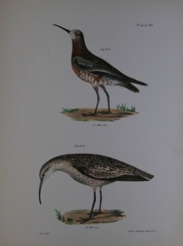 James E DeKay - Plate XCV The Curlew Sandpiper and The Small Esquimaux Curlew 1844: This original and striking 19th century engraving, drawn mostly from living specimens, have been superbly hand painted by professional colourists.James E. DeKay (1792 ? 1851) was an American zoologist