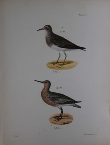 James E DeKay - Plate LXXXV The Pectoral Sandpiper and The Red-breasted Sandpiper 1844: This original and striking 19th century engraving, drawn mostly from living specimens, have been superbly hand painted by professional colourists.James E. DeKay (1792 ? 1851) was an American zoologist