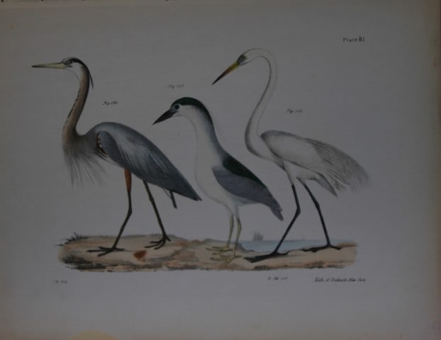 James E DeKay - Plate LXXXI The Great Blue Heron, The Black-crowned Night Heron and The Great White: This original and striking 19th century engraving, drawn mostly from living specimens, have been superbly hand painted by professional colourists.James E. DeKay (1792 ? 1851) was an American zoologist