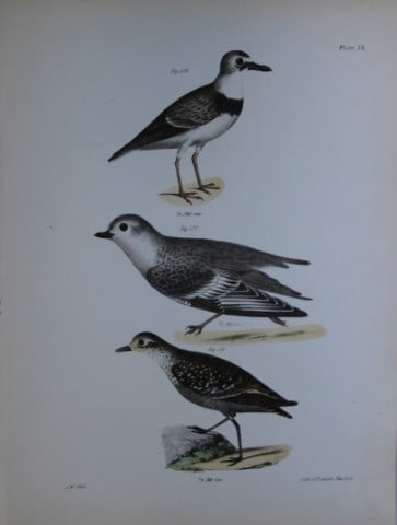James E DeKay - Plate LXXVIII Wilson's Plover, The Piping Plover and The Golden Plover 1844: This original and striking 19th century engraving, drawn mostly from living specimens, have been superbly hand painted by professional colourists.James E. DeKay (1792 ? 1851) was an American zoologist