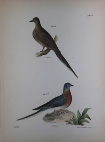 James E DeKay - Plate LXXIV The Carolina Turtle Dove and The Wild Pigeon 1844: This original and striking 19th century engraving, drawn mostly from living specimens, have been superbly hand painted by professional colourists.James E. DeKay (1792 ? 1851) was an American zoologist