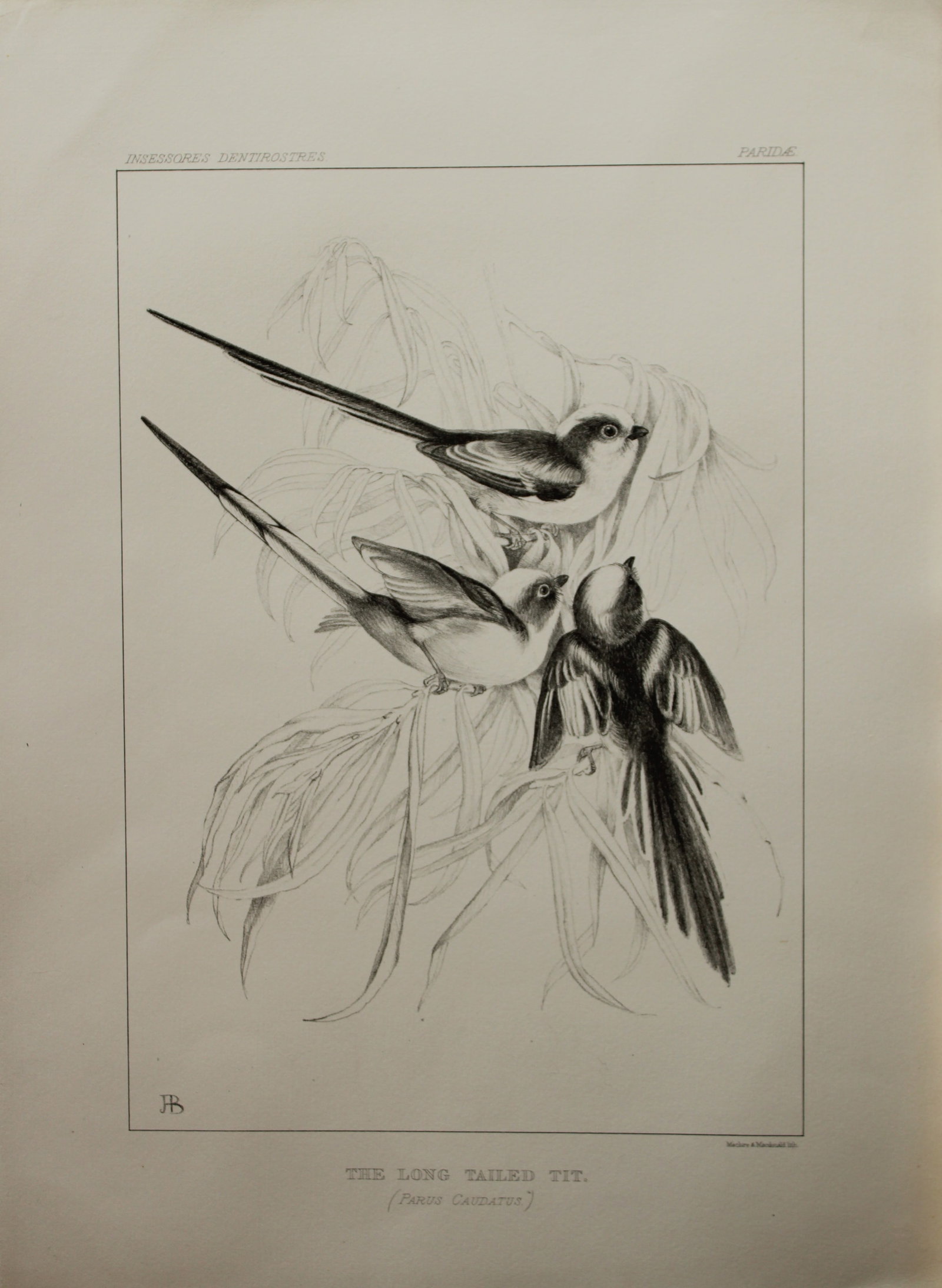 Mrs Jemima Blackburn - Lithograph of The Long-tailed Tit 1862: This print is from the 1st edition of Birds Drawn from Nature by Jemima Blackburn, published in Edinburgh in 1862. These rare lithographs depict many different species of birds along with their nests 