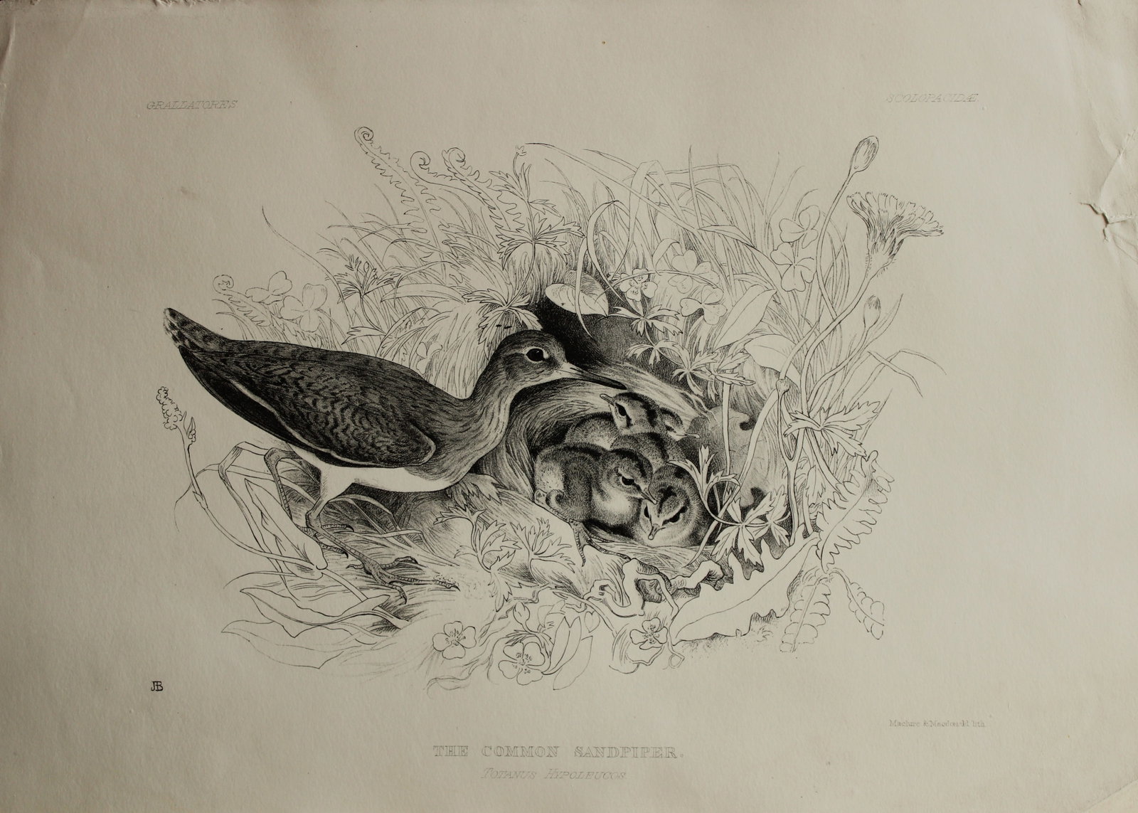 Mrs Jemima Blackburn - Lithograph of The Common Sandpiper 1862: This print is from the 1st edition of Birds Drawn from Nature by Jemima Blackburn, published in Edinburgh in 1862. These rare lithographs depict many different species of birds along with their nests 