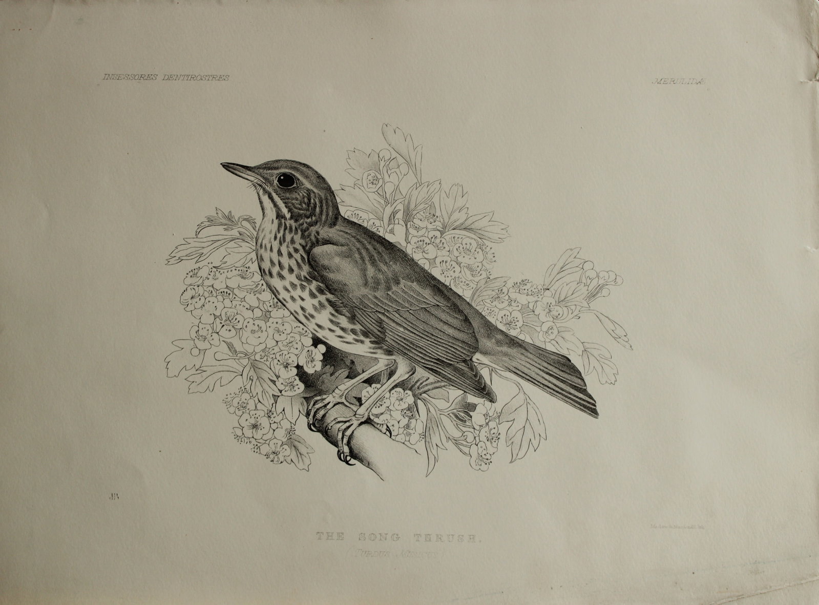 Mrs Jemima Blackburn - Lithograph of The Song Thrush 1862: This print is from the 1st edition of Birds Drawn from Nature by Jemima Blackburn, published in Edinburgh in 1862. These rare lithographs depict many different species of birds along with their nests 