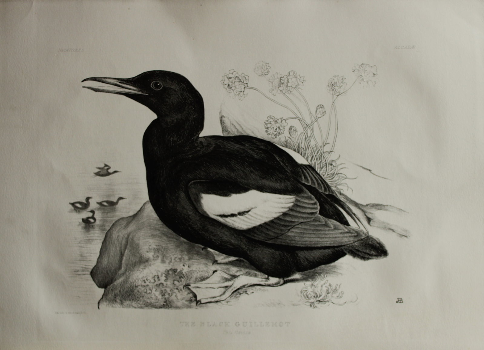 Mrs Jemima Blackburn - Lithograph of The Black Guillemot 1862: This print is from the 1st edition of Birds Drawn from Nature by Jemima Blackburn, published in Edinburgh in 1862. These rare lithographs depict many different species of birds along with their nests 