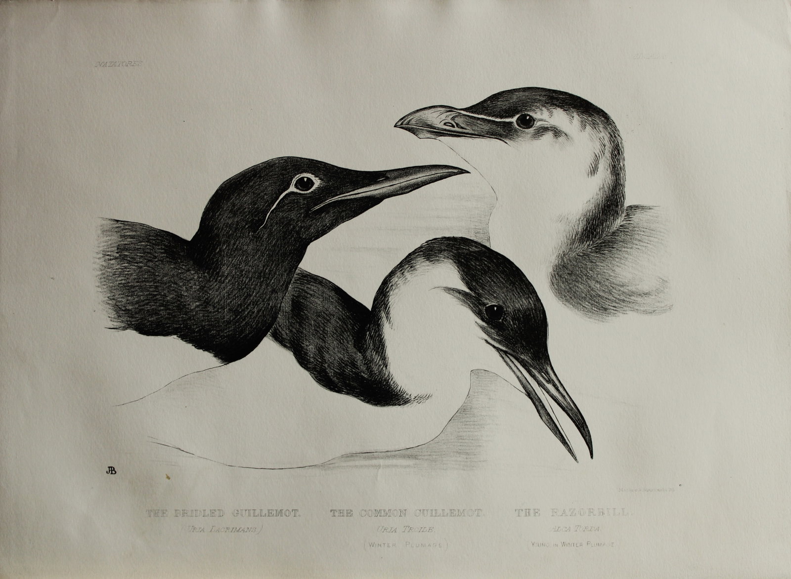 Mrs Jemima Blackburn - Lithograph of Guillemots and Razorbill 1862: This print is from the 1st edition of Birds Drawn from Nature by Jemima Blackburn, published in Edinburgh in 1862. These rare lithographs depict many different species of birds along with their nests 