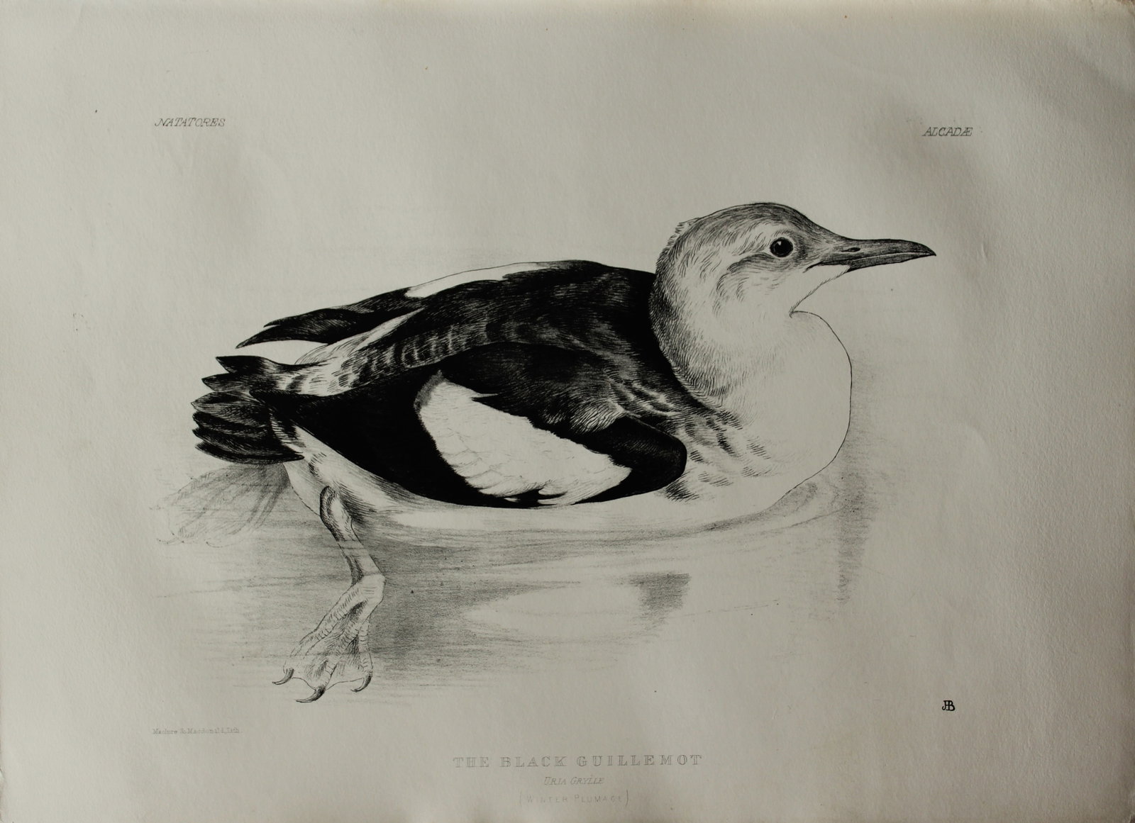 Mrs Jemima Blackburn - Lithograph of The Black Guillemot (Winter plumage) 1862: This print is from the 1st edition of Birds Drawn from Nature by Jemima Blackburn, published in Edinburgh in 1862. These rare lithographs depict many different species of birds along with their nests 