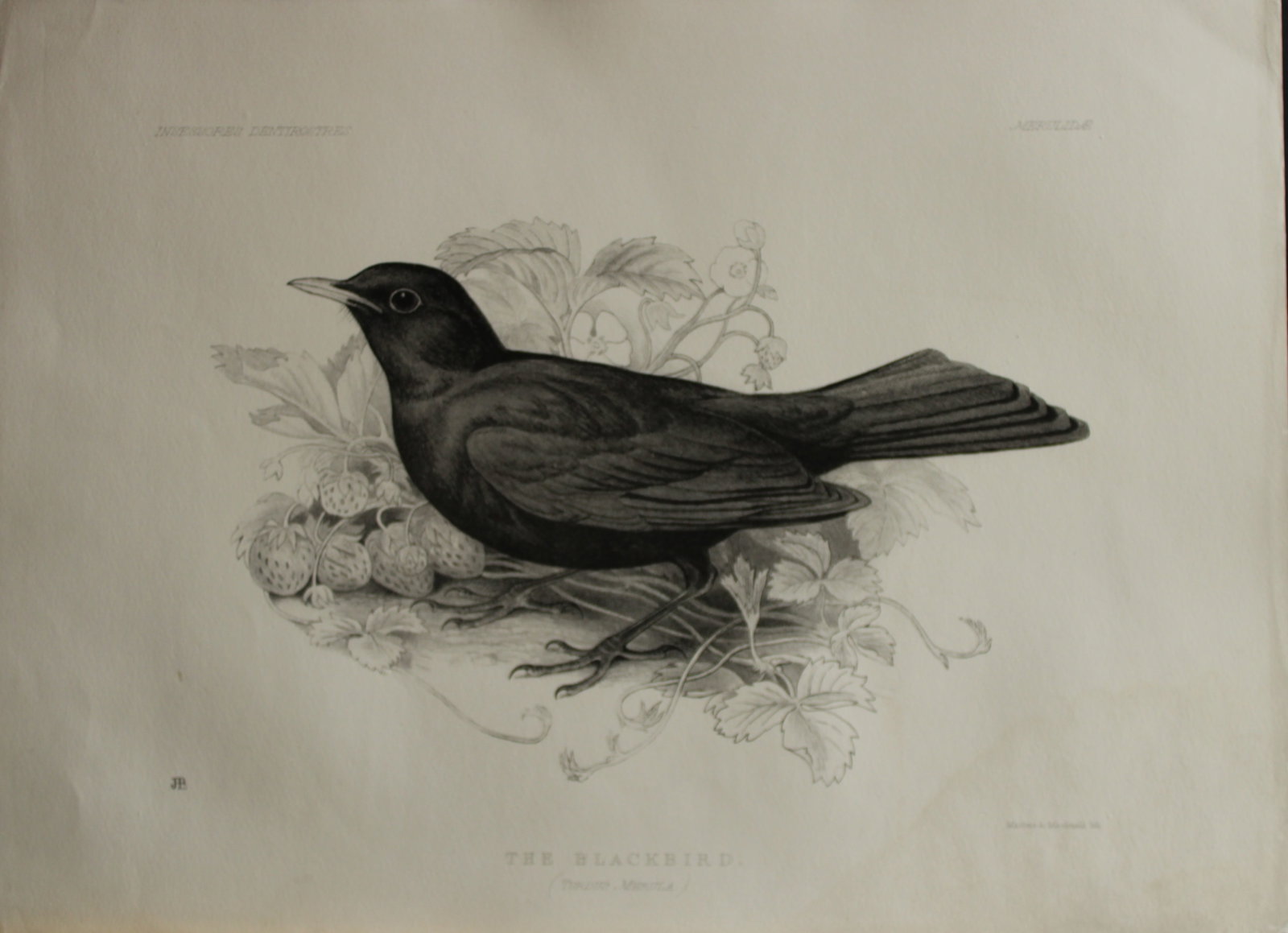 Mrs Jemima Blackburn - Lithograph of The Blackbird 1862: This print is from the 1st edition of Birds Drawn from Nature by Jemima Blackburn, published in Edinburgh in 1862. These rare lithographs depict many different species of birds along with their nests 
