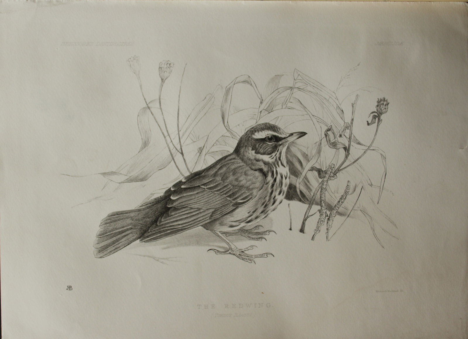 Mrs Jemima Blackburn - Lithograph of The Redwing 1862: This print is from the 1st edition of Birds Drawn from Nature by Jemima Blackburn, published in Edinburgh in 1862. These rare lithographs depict many different species of birds along with their nests 