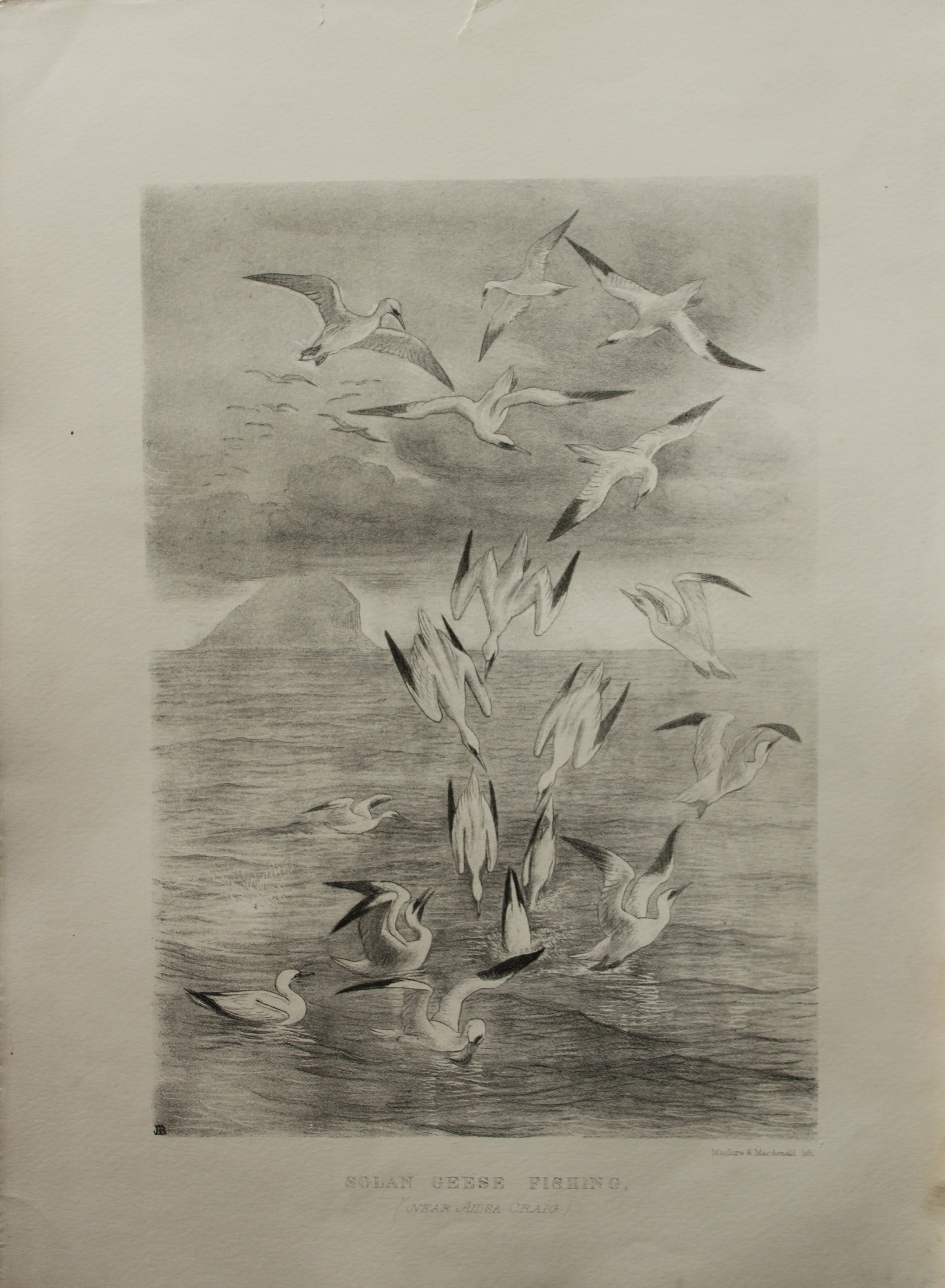 Mrs Jemima Blackburn - Lithograph of Solan Geese (Gannets) fishing 1862: This print is from the 1st edition of Birds Drawn from Nature by Jemima Blackburn, published in Edinburgh in 1862. These rare lithographs depict many different species of birds along with their nests 