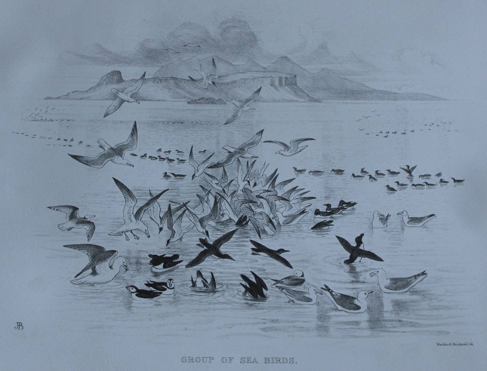 Mrs Jemima Blackburn - Lithograph of Group of Sea Birds 1862: This print is from the 1st edition of Birds Drawn from Nature by Jemima Blackburn, published in Edinburgh in 1862. These rare lithographs depict many different species of birds along with their nests 