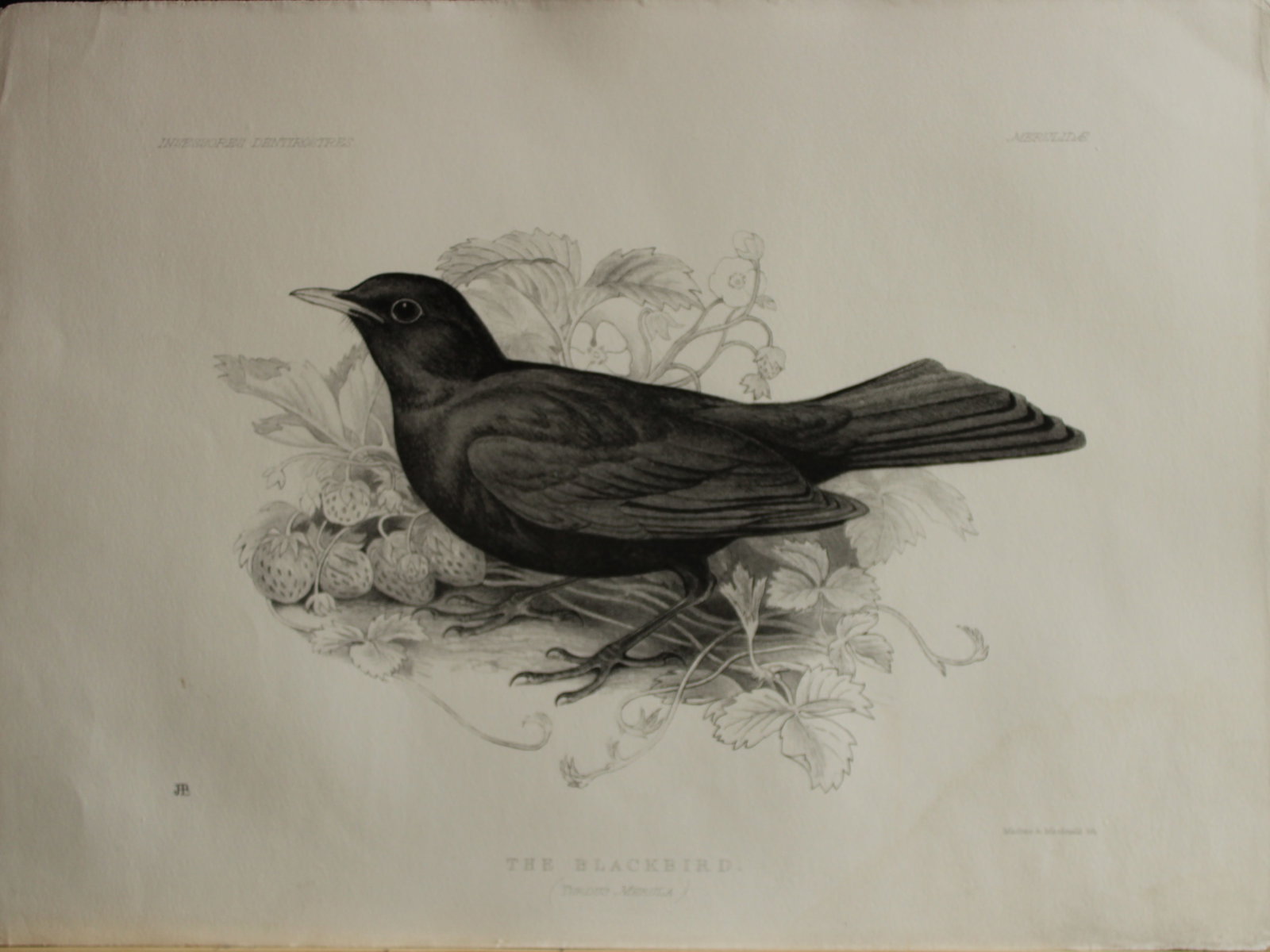 Mrs Jemima Blackburn - Lithograph of The Blackbird (Pied specimen) 1862: This print is from the 1st edition of Birds Drawn from Nature by Jemima Blackburn, published in Edinburgh in 1862. These rare lithographs depict many different species of birds along with their nests 
