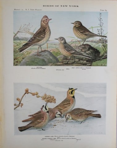 L Agassiz Fuertes - Chromolithograph of Larks, Skylark & Pipit 1914: This original antique chromolithograph is by Louis Agassiz Fuertes from Birds of New York by Elon Howard Eaton. Published by the University of the State of New York, Albany 1914.Size: approximately 9.