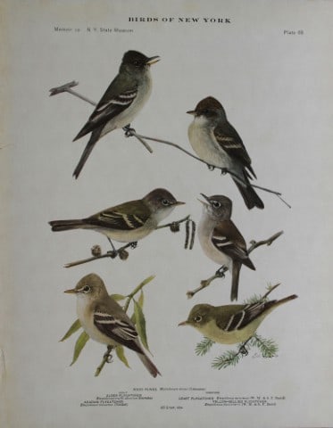 L Agassiz Fuertes - Chromolithograph of Flycatchers & Pewee 1914 (1 of 1)