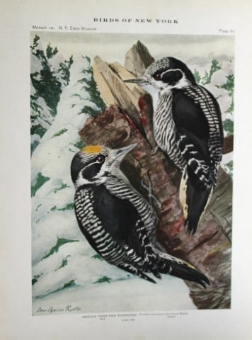 L Agassiz Fuertes - Chromolithograph of American Three-toed Woodpecker 1914: This original antique chromolithograph is by Louis Agassiz Fuertes from Birds of New York by Elon Howard Eaton. Published by the University of the State of New York, Albany 1914.Size: approximately 9.