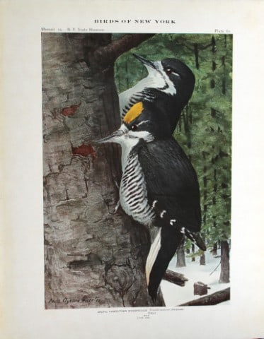L Agassiz Fuertes - Chromolithograph of Arctic Three-toed Woodpecker 1914: This original antique chromolithograph is by Louis Agassiz Fuertes from Birds of New York by Elon Howard Eaton. Published by the University of the State of New York, Albany 1914.Size: approximately 9.