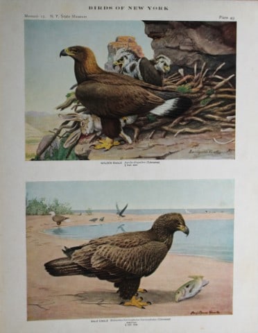 L Agassiz Fuertes - Chromolithograph of Golden & Bald Eagles 1914: This original antique chromolithograph is by Louis Agassiz Fuertes from Birds of New York by Elon Howard Eaton. Published by the University of the State of New York, Albany 1914.Size: approximately 9.