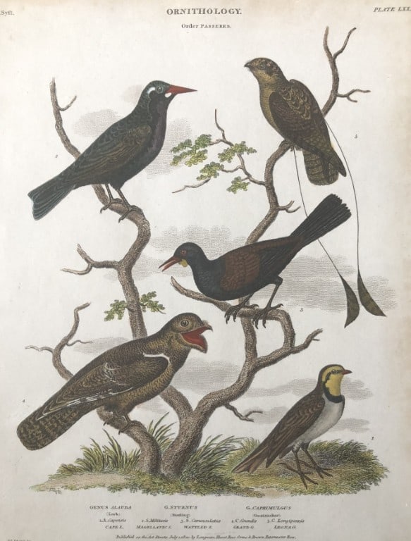 Sydenham Edwards - Hand-coloured engraving of birds 1820: This beautiful hand-coloured engraving is from Abraham Rees? Cyclopaedia or Universal Dictionary of Arts, Sciences and Literature. Printed for Longman, Hurst, Rees, Orme & Brown, Paternoster Row 1820.