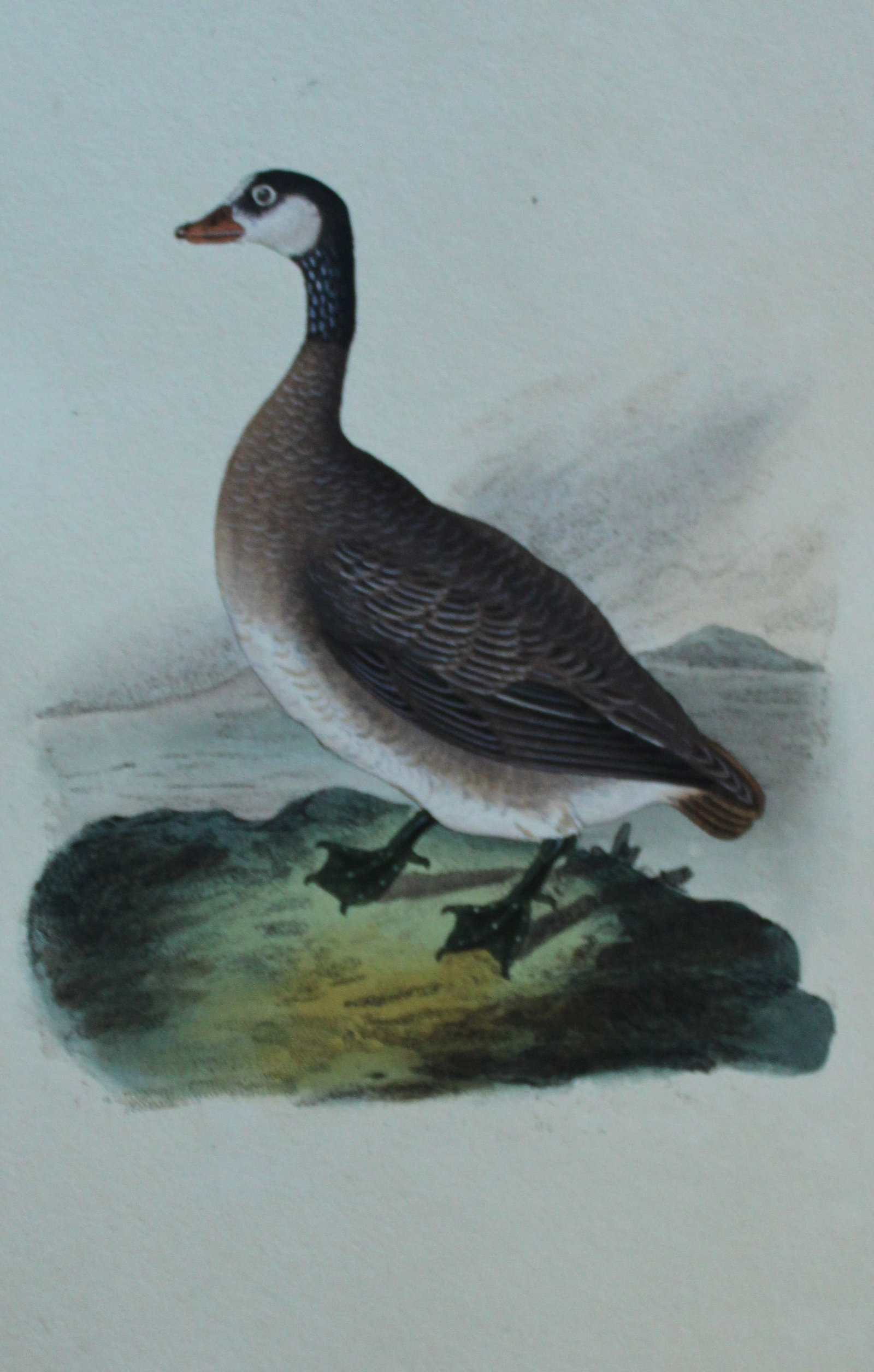 Edward Donovan - Hand-coloured engraving of Canada Goose 1794: This hand coloured engraving is from The Natural History of British Birds by Edward Donovan, published in 1794-1819 in London and printed by F & C Rivington. Size: 5 ?in x 9 ? in (14cm x 23.5cm)