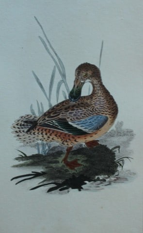 Edward Donovan - Hand-coloured engraving of Shoveller Duck 1794: This hand coloured engraving is from The Natural History of British Birds by Edward Donovan, published in 1794-1819 in London and printed by F & C Rivington. Size: 5 ?in x 9 ? in (14cm x 23.5cm)