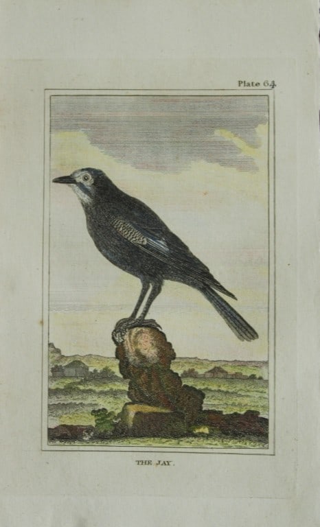 Buffon - Hand coloured engraving of Jay 1812: This hand coloured engraving is from Natural History General and Particular by Georges-Louis Leclerc Count de Buffon.Published by T. Cadell and Davies et al, 1812Size: 7.5in x 5in (19cm x 13cm)