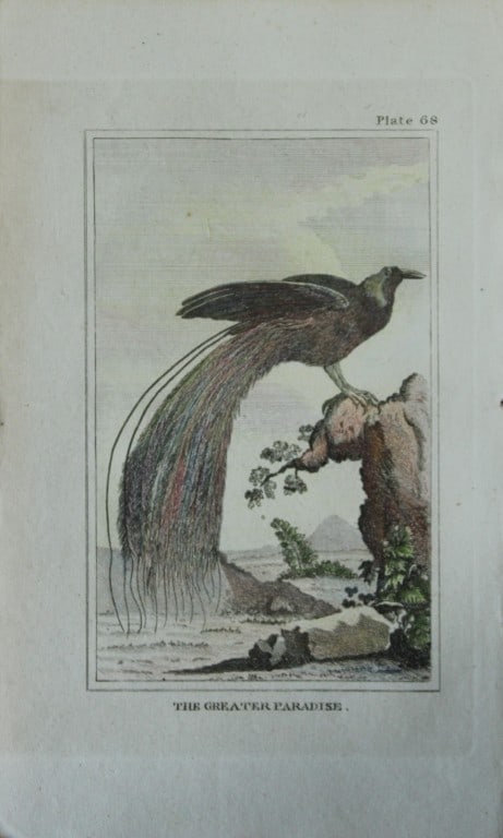 Buffon - Hand coloured engraving of Greater Bird of Paradise 1812: This hand coloured engraving is from Natural History General and Particular by Georges-Louis Leclerc Count de Buffon.Published by T. Cadell and Davies et al, 1812Size: 7.5in x 5in (19cm x 13cm)